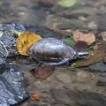 Box Turtle, Bogotá, Colombia